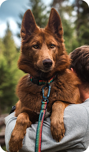 Dog Carabiner